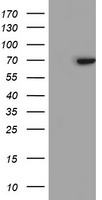 DRP1 Antibody