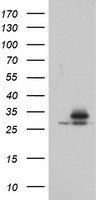 DNM1L Antibody