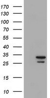 DNM1L Antibody