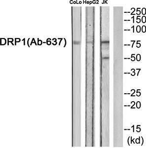 DRP1 (Ab-637) Antibody