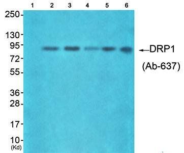 DRP1 (Ab-637) Antibody