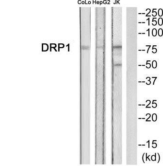 DRP1 (Ab-637) Antibody