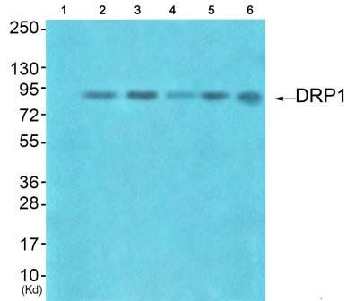 DRP1 (Ab-637) Antibody