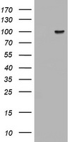 DTYMK Antibody