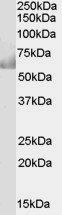 Goat anti-CDT1 / Dup Antibody