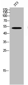 DUSP10 Antibody