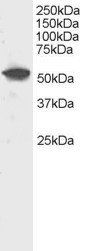 DUSP10/MKP5 Antibody