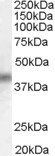 DUSP1 Antibody