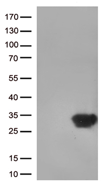DUSP3 Antibody