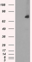 DUSP3 Antibody