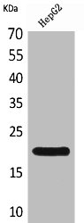 DUSP3 Antibody