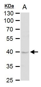 DUSP6 antibody [N2C3]