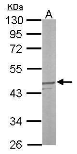 DUSP6 antibody [N2C3]