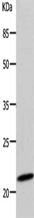 DUT Antibody