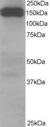 Dynactin Antibody