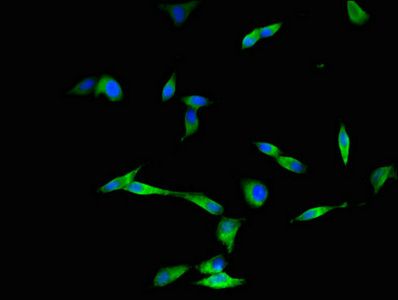 DYNC2H1 Antibody