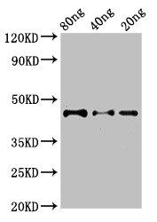 DYNC2H1 Antibody