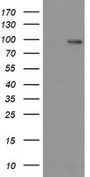 DTNA Antibody