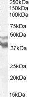 DYX1C1/EKN1 Antibody