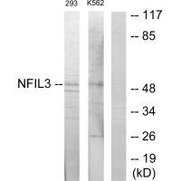 NFIL3 Antibody