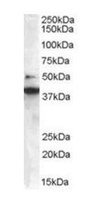 BIF-1/SH3GLB1 Antibody