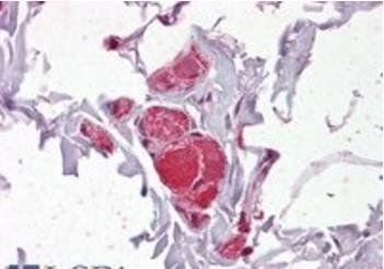VAV2 Antibody