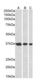 APE1/APEX1 Antibody