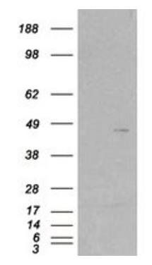 SCAP2/PRAP Antibody