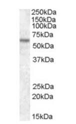 TFE3 Antibody