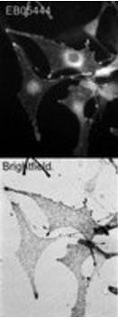 Melanophilin (mouse) Antibody