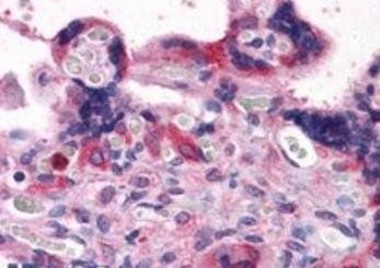 Goat anti-BAG3 / BIS/ CAIR1 Antibody