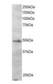 IRF2 Antibody