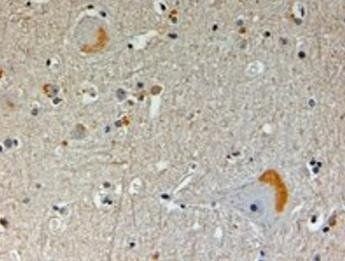 CAPON/NOS1AP Antibody