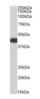 Goat anti-ACADM, Biotinylated Antibody