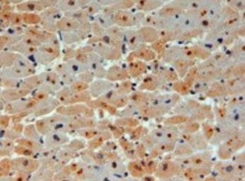 E2-230K/UBE2O Antibody