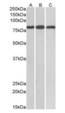 MID2/TRIM1 Antibody