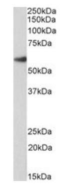 FOXA2/HNF3B, Biotinylated Antibody