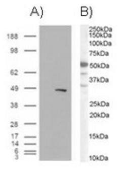 BAF57/SMARCE1 Antibody
