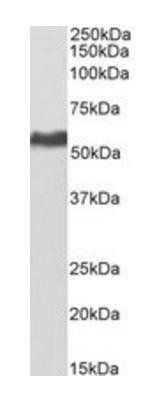 Goat anti-KPNA2 / IPOA1, Biotinylated Antibody