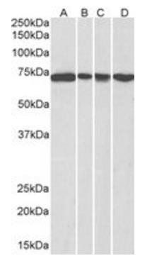 DDX5/p68 RNA helicase Antibody