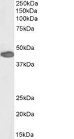 PAX3, Biotinylated Antibody