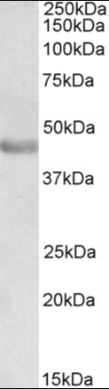 PAX3 Antibody