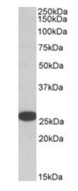 Goat anti-RANBP1 Antibody