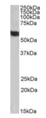58K Golgi protein(N-Term)/FTCD, Biotinylated Antibody