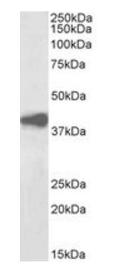 pan ADH, Biotinylated Antibody