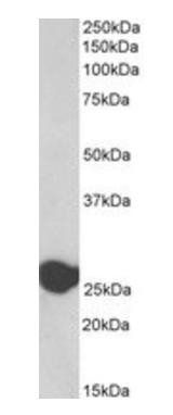 Triosephosphate isomerase, Biotinylated Antibody