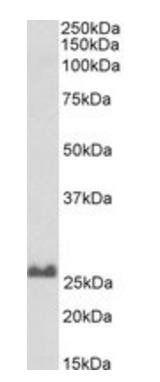 SNAP25, Biotinylated Antibody