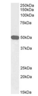 Neuropeptide Y receptor Y5, Biotinylated Antibody