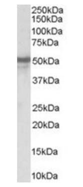 Neuropeptide Y receptor Y5 Antibody
