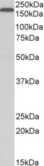 LRP5 Antibody